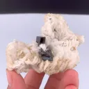 specimen video