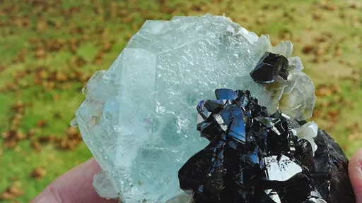 specimen video