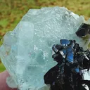 specimen video