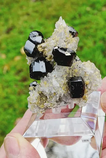 specimen video