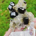 specimen video