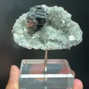 specimen video