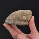 Cassiterite var. Stream Tin - image 2