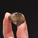 Cassiterite var. WOOD Tin 2 pieces - image 2