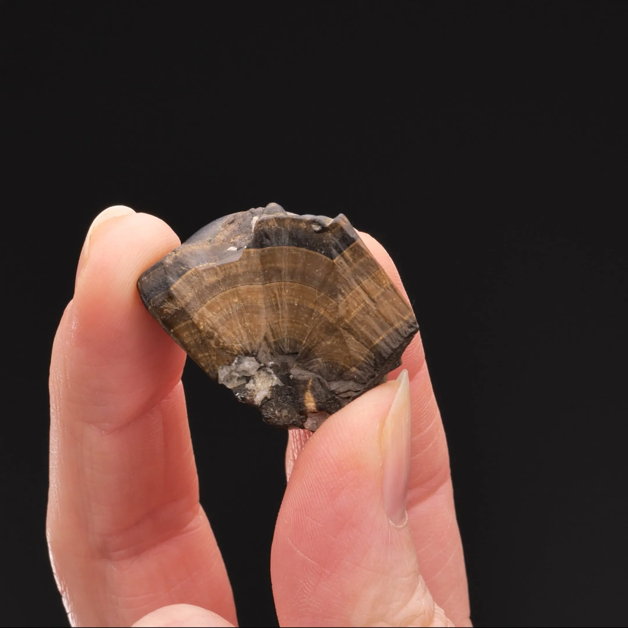 Cassiterite var. WOOD Tin 2 pieces - image 2