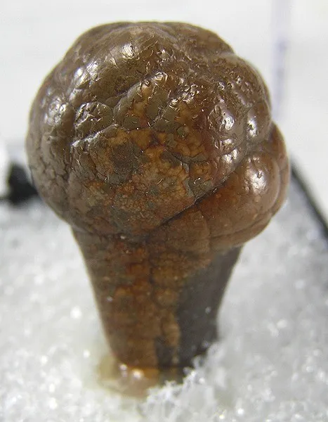 Cassiterite (Var: Wood Tin) image