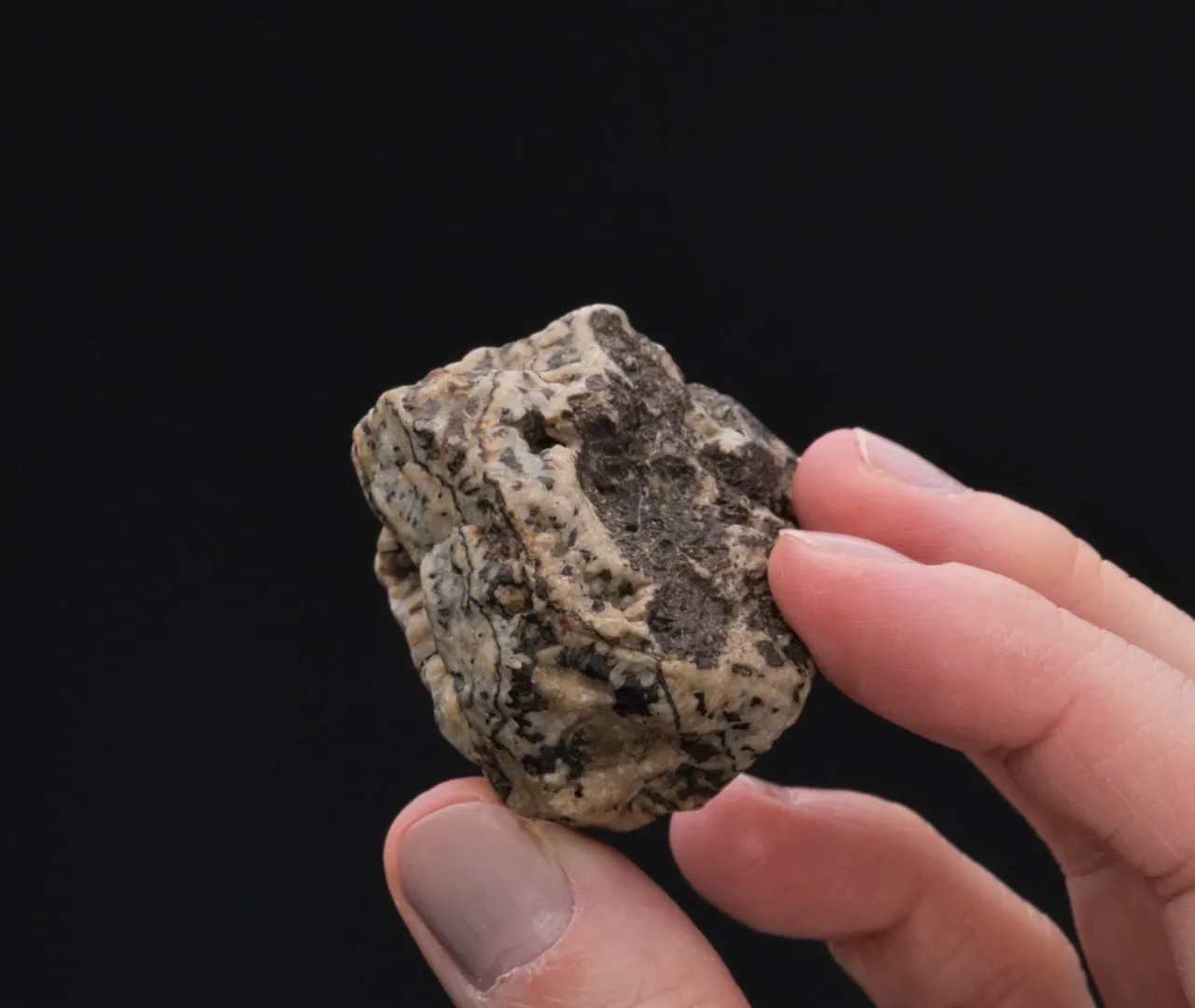 Cassiterite (Vein Section) in Quartz (2 Pieces) - image 2