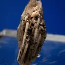 Catapleiite - image 4