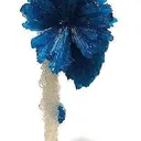 Cavansite Flower on Quartz - image 2