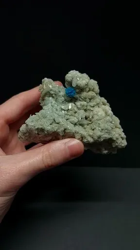 specimen video