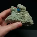 specimen video