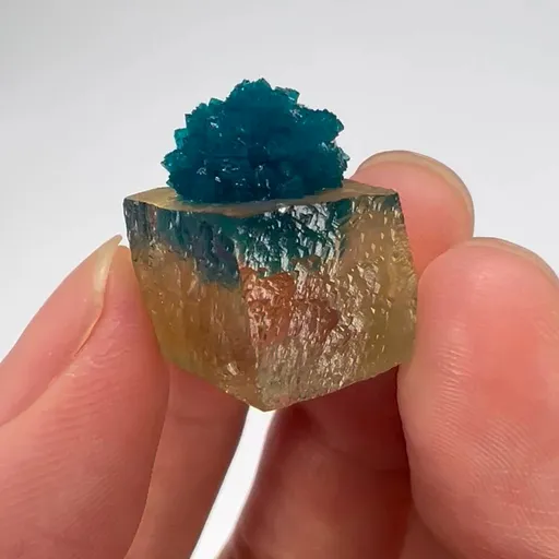 specimen video