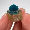 specimen video