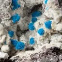 specimen video