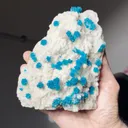 specimen video