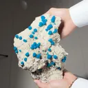 specimen video