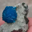 specimen video