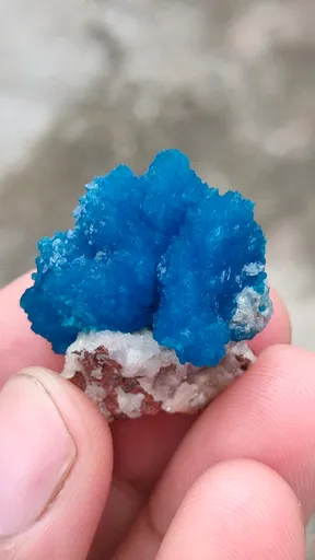 specimen video