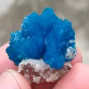 specimen video