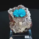 specimen video