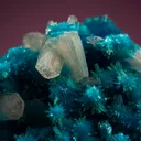 Cavansite with Stilbite - image 2