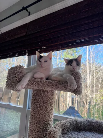 Lauren  Marie Martin