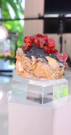 specimen video