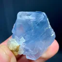 specimen video