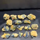 specimen video