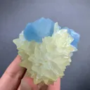 specimen video