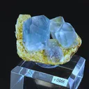 specimen video