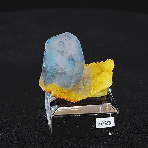 specimen video