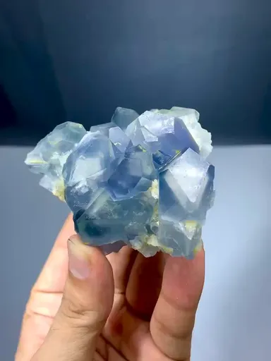 specimen video
