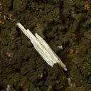 Cerussite - image 3