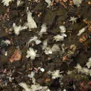 Cerussite - image 4