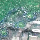 Cerussite, Linarite, Posnjakite - image 2