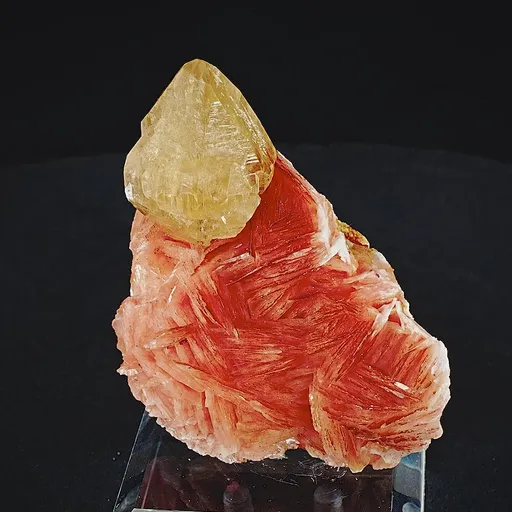 specimen video