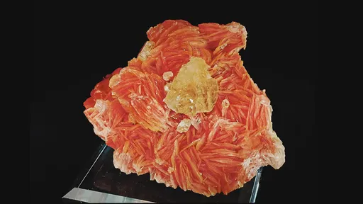 specimen video