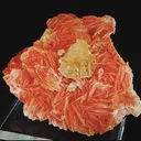 specimen video