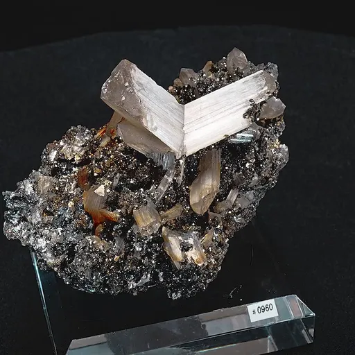 specimen video