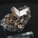 specimen video
