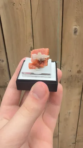 specimen video