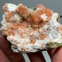specimen video