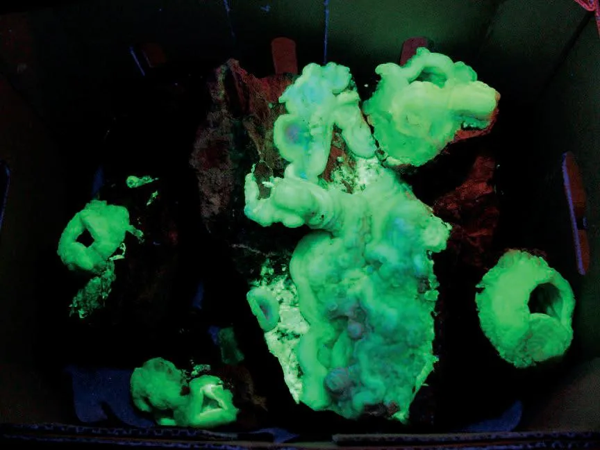 Chalcedony image