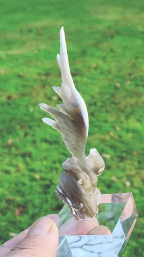 specimen video