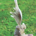 specimen video