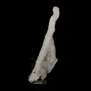 Chalcedony Coral Natural Mineral Specimen - image 1