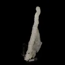 Chalcedony Coral Natural Mineral Specimen - image 3