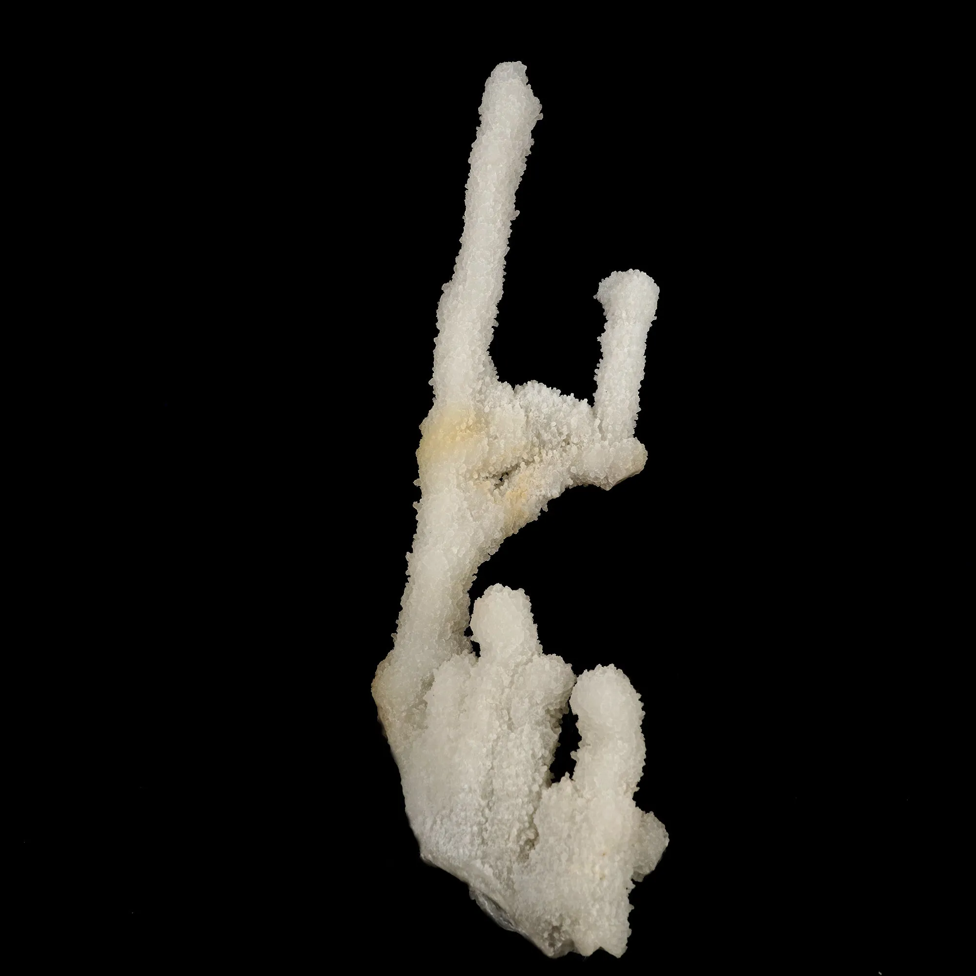 Chalcedony Coral Natural Mineral Specimen - image 2