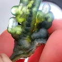 specimen video